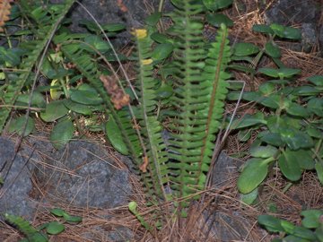 Nephrolepis cordifolia / Felce cordifolia